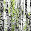 Xxl Wandbild Birkenwald Hochformat Zoom