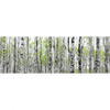 Xxl Wandbild Birkenwald Panorama Motivvorschau