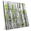 Xxl Wandbild Birkenwald Quadrat Produktvorschau Seitlich