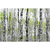 Xxl Wandbild Birkenwald Querformat Motivvorschau
