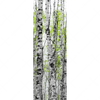 Xxl Wandbild Birkenwald Schmal Motivvorschau