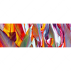 Xxl Wandbild Blaetter In Bunten Farben Panorama Motivvorschau