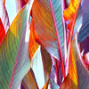 Xxl Wandbild Blaetter In Bunten Farben Querformat Zoom