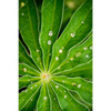 Xxl Wandbild Blatt Mit Wassertropfen Hochformat Motivvorschau