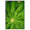 Xxl Wandbild Blatt Mit Wassertropfen Hochformat Produktvorschau Frontal
