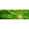 Xxl Wandbild Blatt Mit Wassertropfen Panorama Motivvorschau