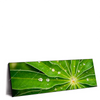 Xxl Wandbild Blatt Mit Wassertropfen Panorama Produktvorschau Seitlich