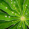 Xxl Wandbild Blatt Mit Wassertropfen Quadrat Motivvorschau