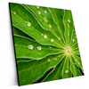 Xxl Wandbild Blatt Mit Wassertropfen Quadrat Produktvorschau Seitlich