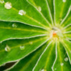 Xxl Wandbild Blatt Mit Wassertropfen Querformat Zoom