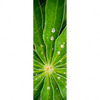 Xxl Wandbild Blatt Mit Wassertropfen Schmal Motivvorschau