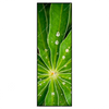 Xxl Wandbild Blatt Mit Wassertropfen Schmal Produktvorschau Frontal