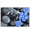 Xxl Wandbild Blaue Blume Graue Steine Querformat Produktvorschau Frontal