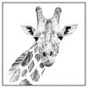Xxl Wandbild Bleistiftzeichnung Giraffe Quadrat Produktvorschau Frontal