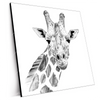 Xxl Wandbild Bleistiftzeichnung Giraffe Quadrat Produktvorschau Seitlich