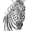Xxl Wandbild Bleistiftzeichnung Zebra Quadrat Motivvorschau