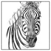 Xxl Wandbild Bleistiftzeichnung Zebra Quadrat Produktvorschau Frontal