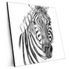 Xxl Wandbild Bleistiftzeichnung Zebra Quadrat Produktvorschau Seitlich
