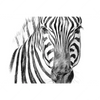 Xxl Wandbild Bleistiftzeichnung Zebra Querformat Motivvorschau