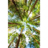 Xxl Wandbild Blick In Baumkronen Hochformat Motivvorschau