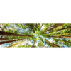 Xxl Wandbild Blick In Baumkronen Panorama Motivvorschau