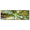Xxl Wandbild Blick In Baumkronen Panorama Produktvorschau Frontal