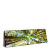 Xxl Wandbild Blick In Baumkronen Panorama Produktvorschau Seitlich