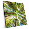 Xxl Wandbild Blick In Baumkronen Quadrat Produktvorschau Seitlich
