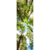 Xxl Wandbild Blick In Baumkronen Schmal Motivvorschau