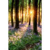 Xxl Wandbild Bluehender Wald Bei Sonnenaufgang Hochformat Motivvorschau