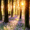 Xxl Wandbild Bluehender Wald Bei Sonnenaufgang Hochformat Zoom