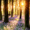 Xxl Wandbild Bluehender Wald Bei Sonnenaufgang Panorama Zoom