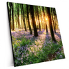 Xxl Wandbild Bluehender Wald Bei Sonnenaufgang Quadrat Produktvorschau Seitlich