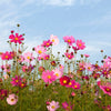 Xxl Wandbild Blumenwiese Bei Strahlend Blauem Himmel Hochformat Zoom