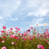 Xxl Wandbild Blumenwiese Bei Strahlend Blauem Himmel Quadrat Motivvorschau