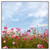 Xxl Wandbild Blumenwiese Bei Strahlend Blauem Himmel Quadrat Produktvorschau Frontal