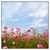Xxl Wandbild Blumenwiese Bei Strahlend Blauem Himmel Quadrat Produktvorschau Frontal