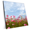 Xxl Wandbild Blumenwiese Bei Strahlend Blauem Himmel Quadrat Produktvorschau Seitlich
