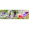 Xxl Wandbild Blumenwiese Mit Schmetterlingen Panorama Motivvorschau