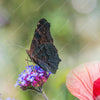 Xxl Wandbild Blumenwiese Mit Schmetterlingen Panorama Zoom