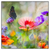 Xxl Wandbild Blumenwiese Mit Schmetterlingen Quadrat Produktvorschau Frontal