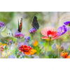 Xxl Wandbild Blumenwiese Mit Schmetterlingen Querformat Motivvorschau