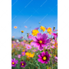 Xxl Wandbild Blumenwiese Unter Blauem Himmel Hochformat Motivvorschau