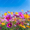 Xxl Wandbild Blumenwiese Unter Blauem Himmel Quadrat Motivvorschau