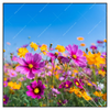 Xxl Wandbild Blumenwiese Unter Blauem Himmel Quadrat Produktvorschau Frontal