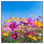 Xxl Wandbild Blumenwiese Unter Blauem Himmel Quadrat Produktvorschau Frontal