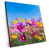 Xxl Wandbild Blumenwiese Unter Blauem Himmel Quadrat Produktvorschau Seitlich