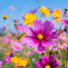 Xxl Wandbild Blumenwiese Unter Blauem Himmel Schmal Zoom