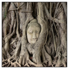 Xxl Wandbild Buddha In Baumwurzeln Quadrat Produktvorschau Frontal