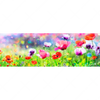 Xxl Wandbild Bunte Mohnblumen Panorama Motivvorschau